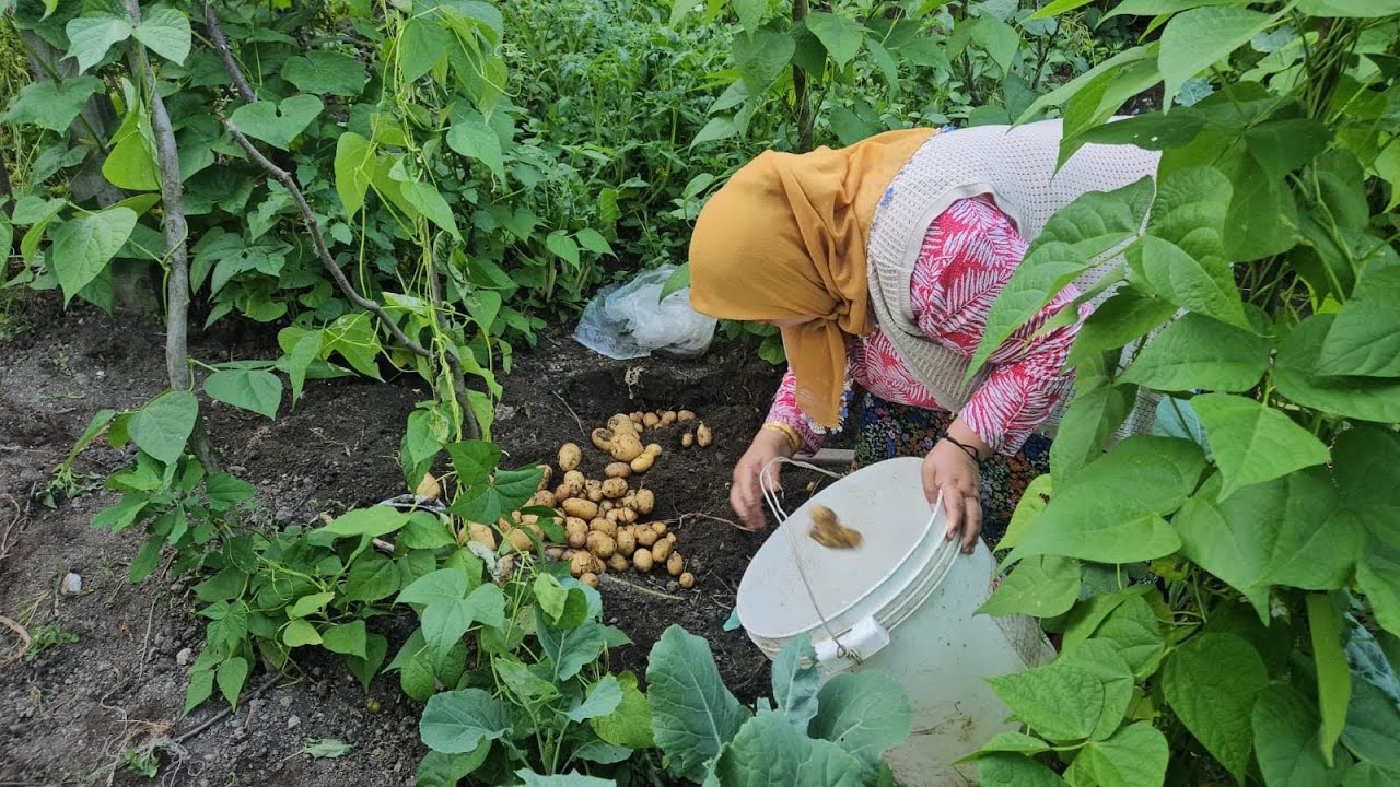 ‼️TOPRAĞIN BEREKETİ İKİ KİLO PATATESTEN BİR KOVA PATATES ALDIM‼️