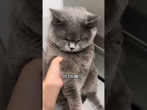 别瞪了，我需要个解释！#猫咪的不服全写在脸上 #我和我的怨种猫咪 #小眼神 #蓝猫