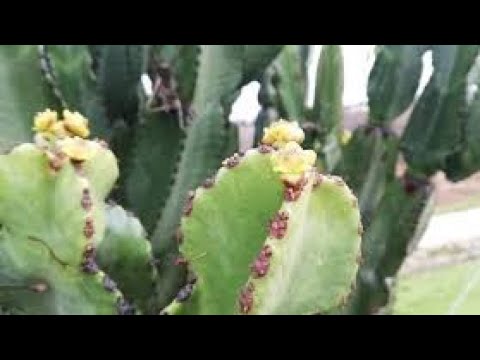 CUPHA ISITHA SAKHO SIPHATHWE IZIBHOBO SIZE SIFE