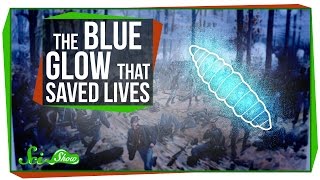 The Strange Blue Glow That Saved Lives