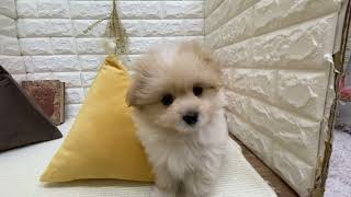 ハーフ犬の動画01