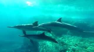 preview picture of video 'Dolphin Encounter at Kukio'