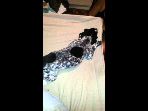 Blooper perro "Daira"