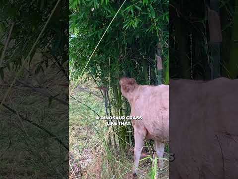 Geoff Lawton: Bamboo's Sweet Spot in Permaculture