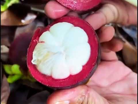 How to produce millions of Apple Tree - fruits  Seedlings Production - Harvesting and processing