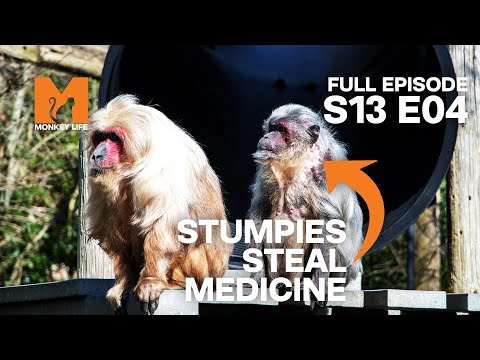 Flo Fights For Her Supplements | Season 13 Episode 4 | Full Episode | Monkey Life