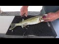 How to fillet a walleye and remove the pin bones & red meat.