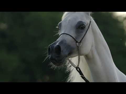 Discover a snow-white vision of pure beauty: 𝗛𝗮𝗺𝗮𝗺𝗮𝘁 𝗔𝗹 𝗦𝗵𝗮𝗵𝗮𝗻𝗶𝗮