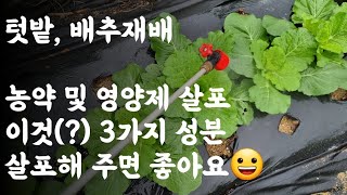 배추 농약 및 영양제 살포 / 이것(?) 3가지 성분 살포해 주면 좋아요 
