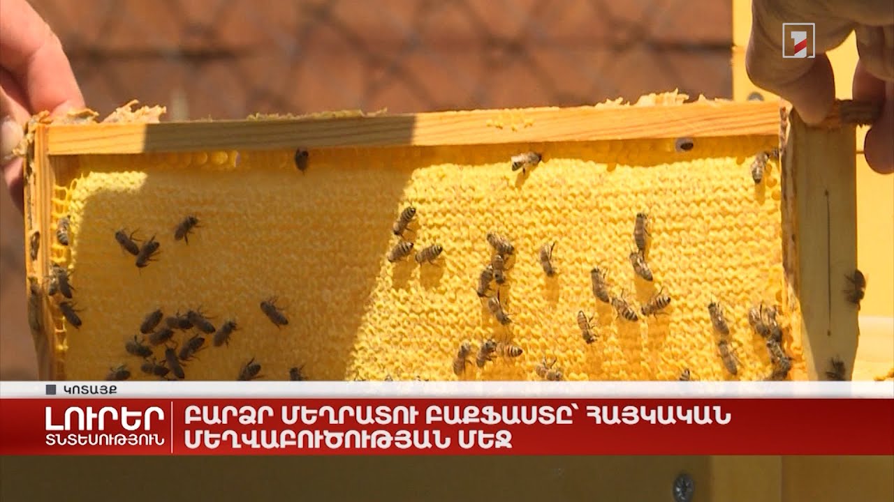 Բարձր մեղրատու բաքֆաստը՝ հայկական մեղվաբուծության մեջ