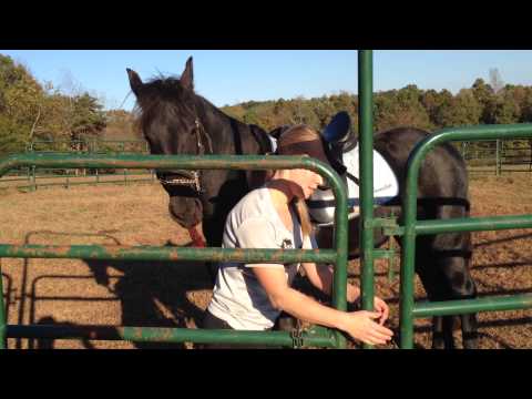 Otto P's First Saddling