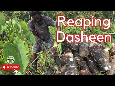 The Reaping and the Cleaning of Dasheen- Farming in Jamaica
