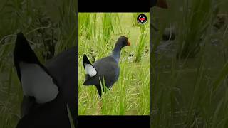 Download lagu 🔊Suara Burung Mandar Biru di Alam Liar‼️ #birds #wildanimals #birdsounds #wildlife mp3