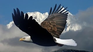 All God&#39;s Critters Got A Place in the Choir: Songwriter Bill Staines