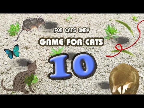 【猫用動画MIX10】もぐら・ねずみ・ひも30分 GAME FOR CATS 10