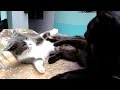 Tuxedo Mama Cat Fighting With Her Son