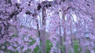 preview picture of video '福島県三春町　滝桜2011'