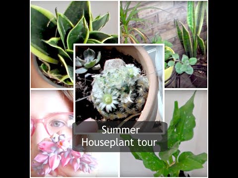 Summer Houseplant Tour 2018 and New Plants!