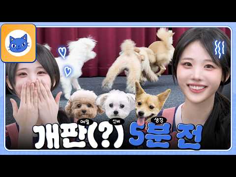 귀여워...💙 아니 힘들어...😵 사쟝님의 우당탕탕 개치원 체험기 | 사장나영 EP.06