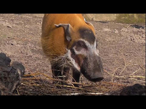 7 "cugini" del cinghiale