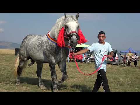Targ expozitional de cai Calata, Cluj 21 August 2023 Nou!!!