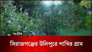 সিরাজগঞ্জের উলিপুরে পাখির গ্রাম l Ulipur Sirajganj l Bird Village l Wildlife l Deepto News