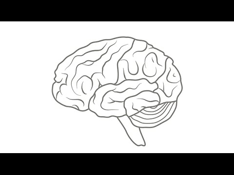 BrainFacts.org Videos - Neuroscience Program