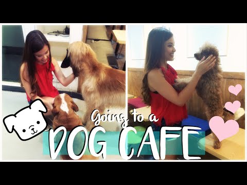 Visiting a Dog Cafe in Seoul, Korea Travel Vlog | The Travel Breakdown Video