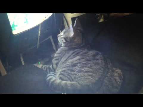 Caught my cat sitting in front of the tv toying,  with the DVD menu animations