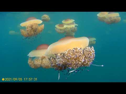 2021 0905 175650 011