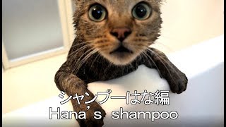 Hana’s shampoo