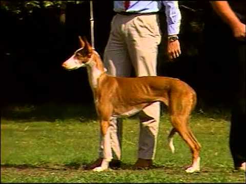 Ibizan Hound - AKC Dog Breed Series