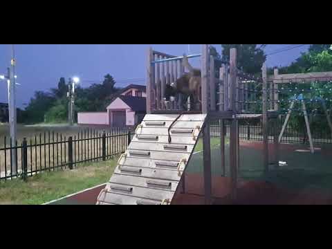 kano foarte ascultător