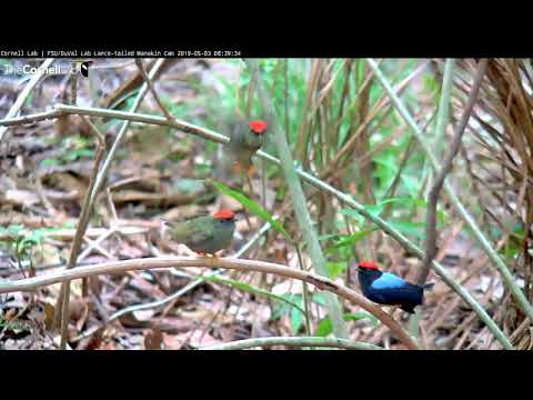Two Subadult Male Lance-tailed Manakins Practice With An Adult – May 3, 2019