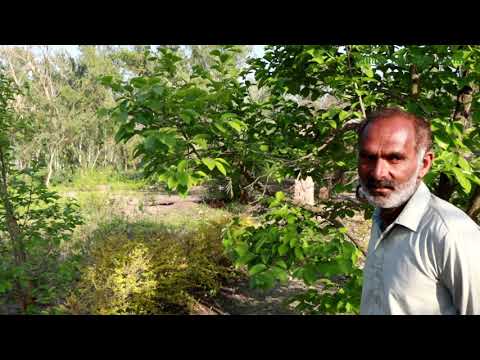 Nursery Farming | Nursery Plants Business in Pakistan | Flowers Business | Village Life with Safdar