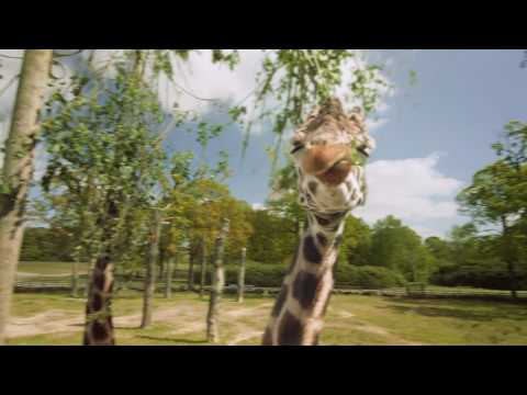 Knowsley Safari 'Bee' advert