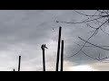 Killer Monkey At Chester Zoo Monkey Pulls Seagull From The Sky And Eats Alive