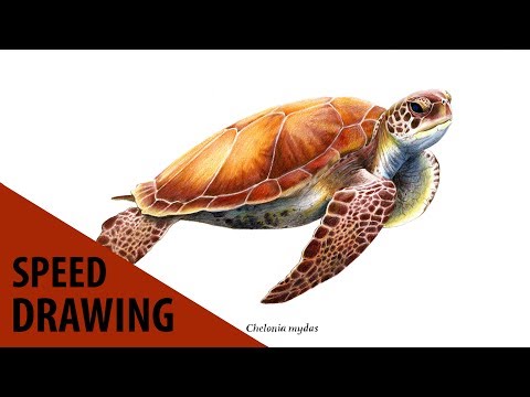 DESSIN D'UNE TORTUE DE MER - L'avis des bêtes #4