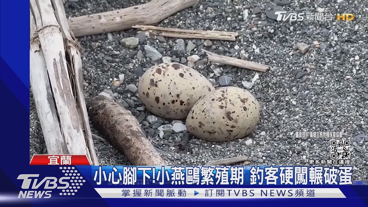 小心腳下！小燕鷗繁殖期　釣客硬闖輾破蛋