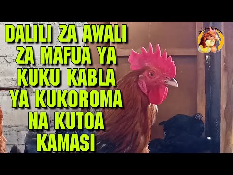 , title : 'Zitambue Dalili za Mwanzo Kabisa ya Kuku Mwenye MAFUA  Kabla ya Kuanza Kukoroma Ili Umtibu Mapema'