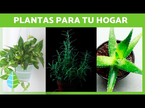 , title : '50 PLANTAS para tener DENTRO de CASA 🌺 (Beneficios y Cuidados)'