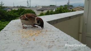 最近の僕の癒し　ベランダすずめちゃん