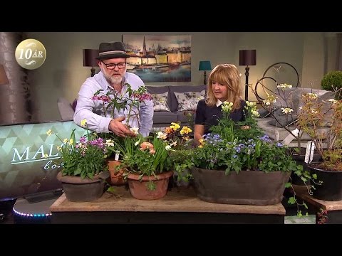Trädgårdsmästaren tipsar - här är växterna du borde satsa på i vår - Malou Efter tio (TV4)