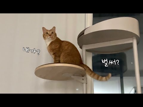 어느새 7살이 된 고양이