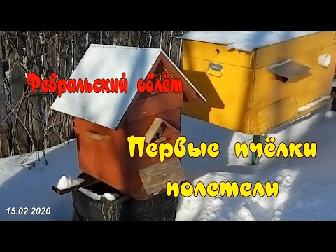 ФЕВРАЛЬСКИЙ ОБЛЁТ.  ПЕРВЫЕ ПЧЁЛКИ ПОЛЕТЕЛИ.