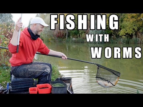 Fishing with worms - CATCH EVERYTHING WITH WORMS... Carp, F1s, bream, fishing in autumn. Rob Wootton