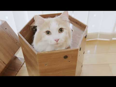 【CAT CUBE】キャットキューブの商品紹介動画_Woody Rich®