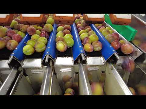 Pruimenteler Danny Halm - pruimen inpakken