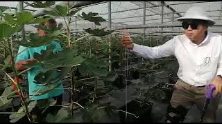 Jaringan CiRNeT UPM bersama Syarikat Afta Benefig Sdn Bhd - Perkongsian berkenaan Industri Buah Fig