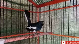 Download lagu pancingan kacer sebelum lomba DIJAMIN kacer lain ikut KOSLET mp3 Download lagu pancingan kacer sebelum lomba DIJAMIN kacer lain ikut KOSLET mp3